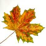 Inheritance tax, IHT Scotland